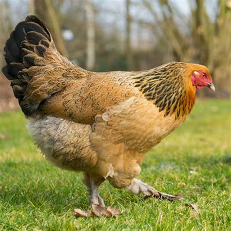 Buff Brahma Chicken Countrymax