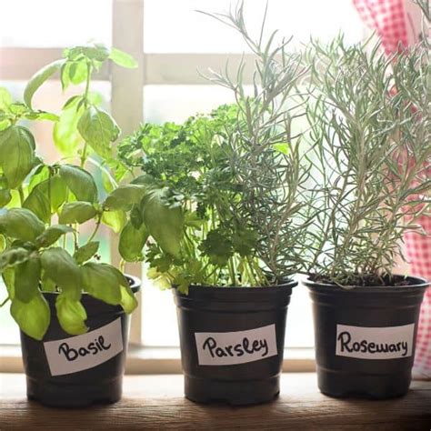 What Herbs Grow Indoors In Winter Garden For Beginners