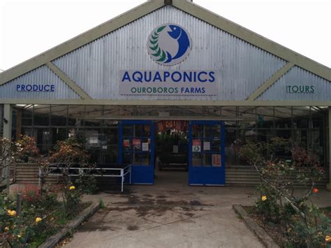 The title of his presentation was prospects and challenges of aquaponics for the sustainable development of food production in urban. Visiting an Aquaponic Sustainable Farm | Green Eatz