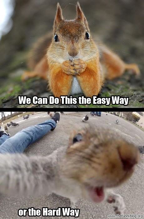 31 Most Funniest Squirrel Meme Pictures And Photos