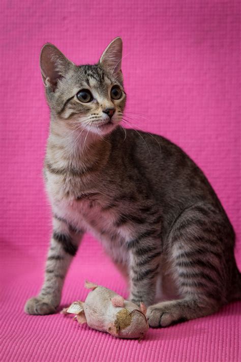 Cats for Adoption in Orange County, Florida | Alpha Paw