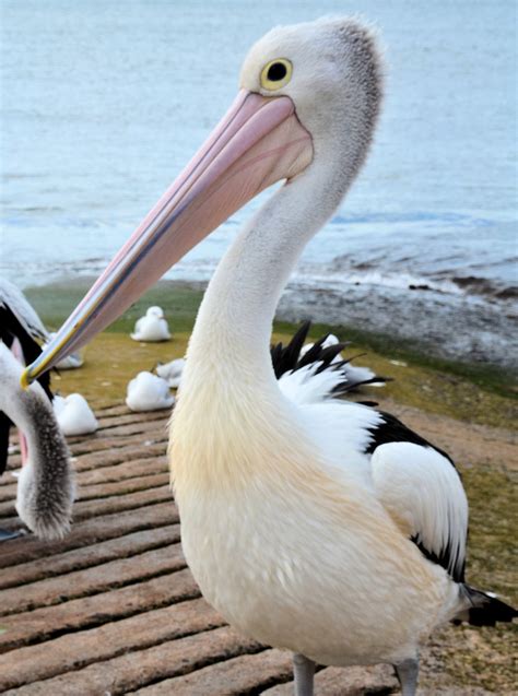 Australian Pelican Ausemade