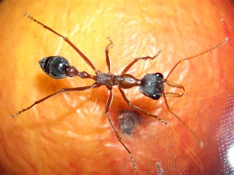 Ants Kalytta Myrmecia Cf Nigriceps