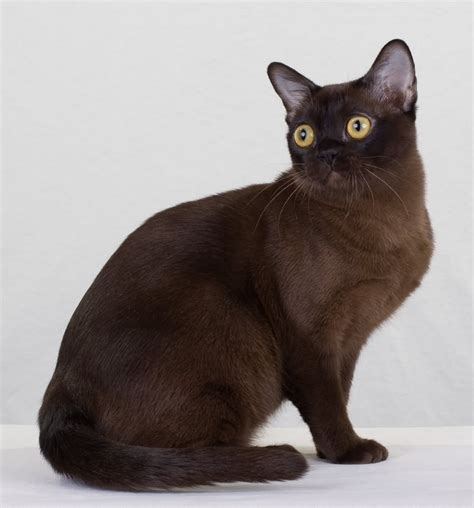 31 Very Beautiful Burmese Cat Photos And Pictures