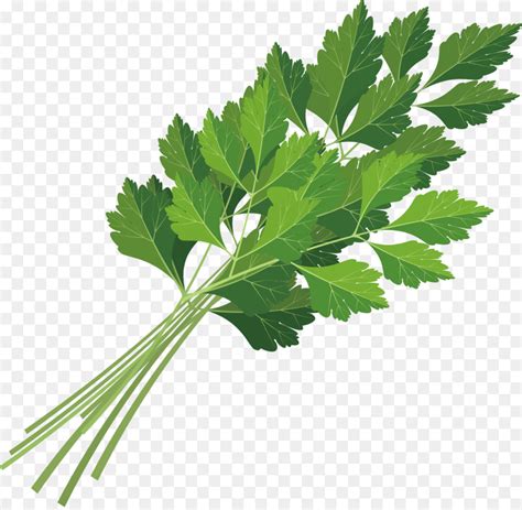 Maybe you would like to learn more about one of these? 40+ Koleski Terbaik Daun Ketumbar Vs Daun Seledri - Jonas ...