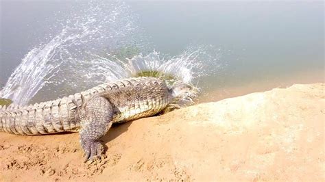 Gharial Splashes Into The Chambal Wildlife On The Unpolluted River Of