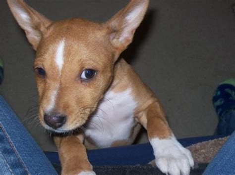 Basenji Puppy For Sale Dog Kennel