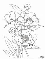 Peony Coloring Peonies Pink Flower Printable Line Drawing Shorey Eva Flowers Template Getcolorings Hydrangea sketch template