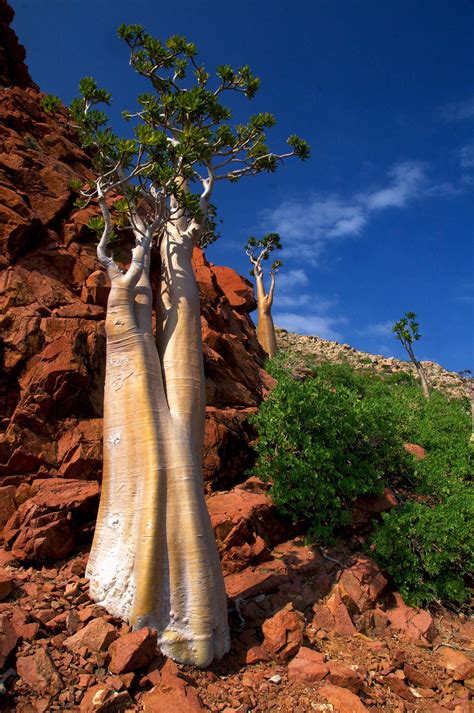 ˚cucumber Tree Island Of Socotra Yemen Weird Trees Nature Tree