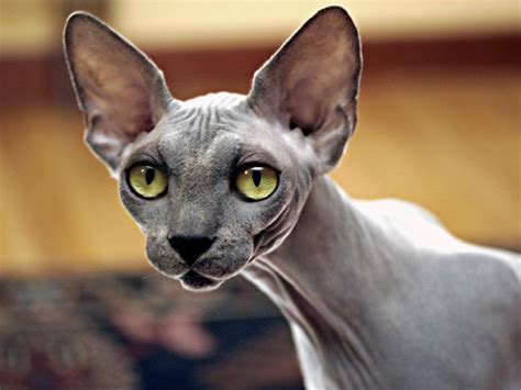 Frequently Asked Questions About Sphynx Cats