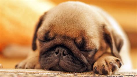 Pug Puppies Wallpaper 61 Images