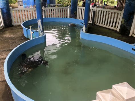 Sea Turtle Tank Parque Marino Del Pacifico Zoochat