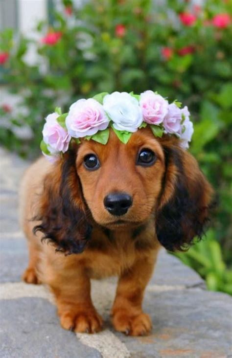 A Beautiful Dachshund Dog With Flowers In 2020 Super Cute Puppies