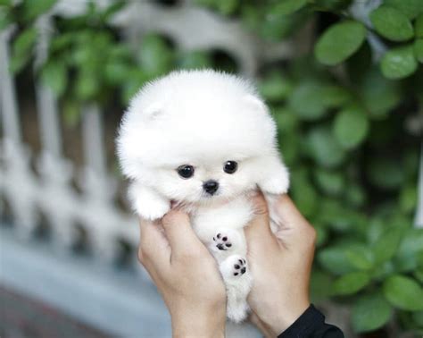 What Are The Cutest Teacup Puppies