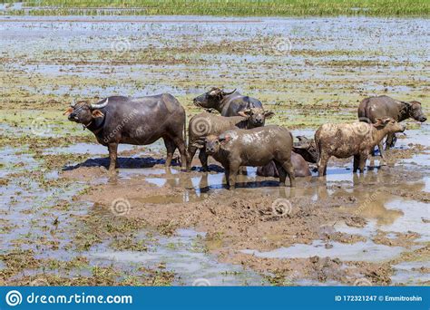 Cows And Bulls Grazing On A Green Field Domestic Animals Stock Image