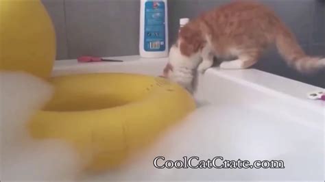 Funny Cat Compilation 41 Youtube