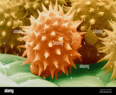 Pollen Grains Coloured Scanning Electron Micro Graph Of Pollen Grains