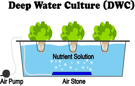 what-is-deep-water-culture-dwc-hydroponics-nosoilsolutions