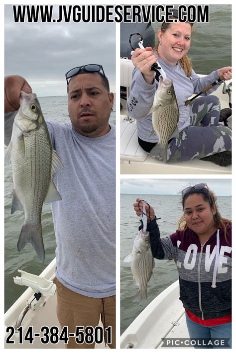 Lake Ray Hubbard Fishing Reports|White Bass|Hybrid Striped Bass: Lake Ray Hubbard Fishing Report