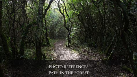 Artstation Photo Reference Landscapes Path In The Forest Resources