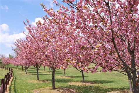 Kwanzan Cherry Tree Care Landscape Designs For Your Home Kwanzan