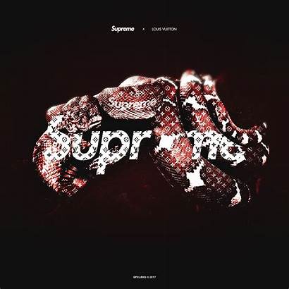 Gucci Supreme Snake Wallpapers Vuitton Louis Backgrounds