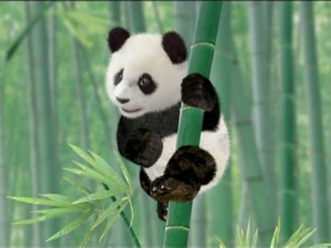 Baby Panda Bear Wonder Pets Wiki Fandom