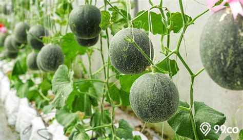 Cara Budidaya Melon Di Halaman Rumah Menggunakan Polybag