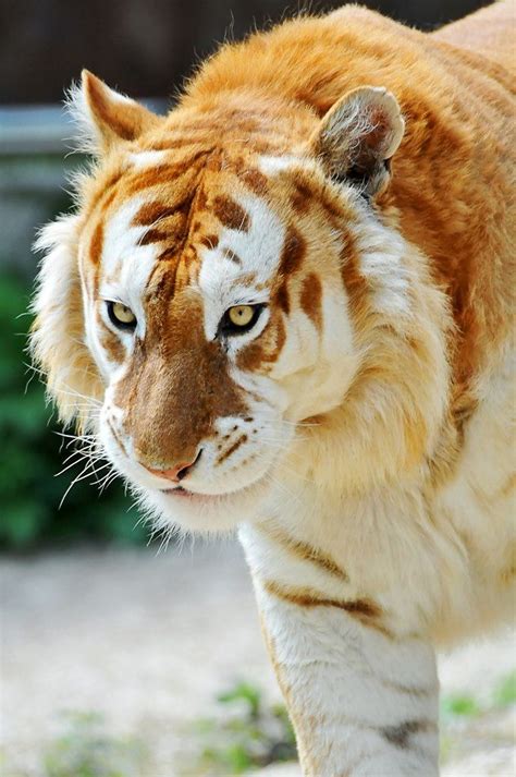 Portrait of the golden tiger. golden-tabby-tiger- rare color. :D SO CUTE! | Tiere ...