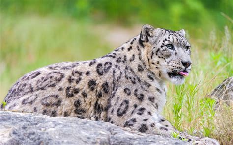 Snow Leopard Hd Wallpaper Background Image 2560x1600 Id368691