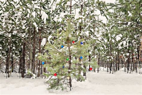 Decorated Christmas Tree In A Snowy Pine Forest Stock Image Image Of