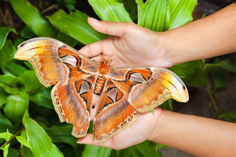 The 10 Largest Moths In The World A Z Animals