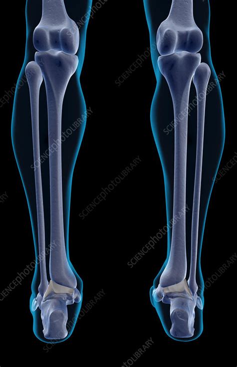 The Bones Of The Leg Stock Image F0018079 Science Photo Library