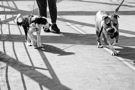 Dog Walking Street Stock Image Image Of Doggy Europe 172931927