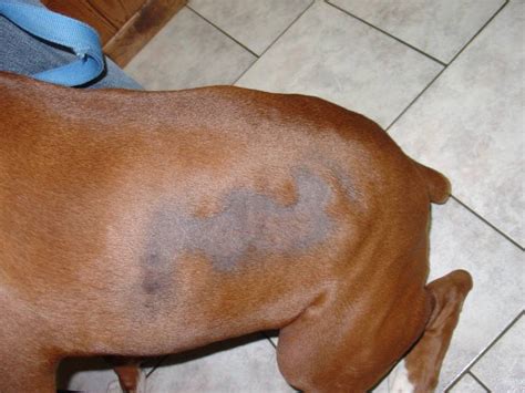 What Black Spots On Dog Skin Means Should You Worry Herepup