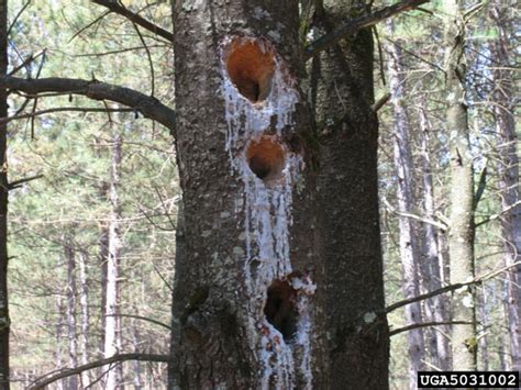 Woodpeckers drum on house siding for four reasons: What's wrong with my plant? : Garden : University of ...