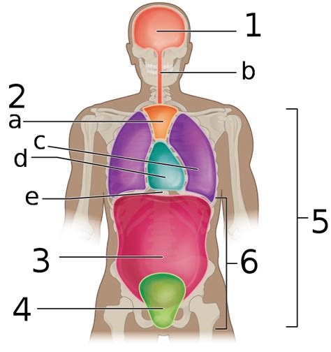 The small intestine is the longest part of the digestive tract. Pelvic cavity - Wikipedia