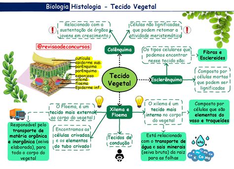 Histologia Vegetal Resumo Tipos De Tecidos Vegetais Mapa Mental Porn
