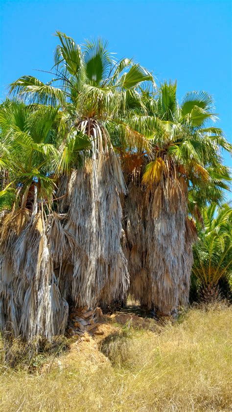 Untrimmed Palm Trees Free Stock Photo Public Domain Pictures