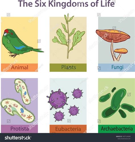 Domain And Kingdoms Of Organisms Classification Chart Infographic