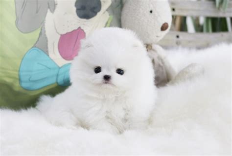 Puppies that may fit in a teacup! Aloha Teacup Puppies on Twitter: "Micro Teacup Pomeranian only Aloha Teacup Puppies! Short back ...