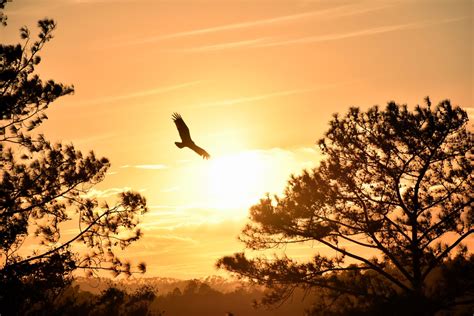 Eagle Flying Towards Sunset 4k
