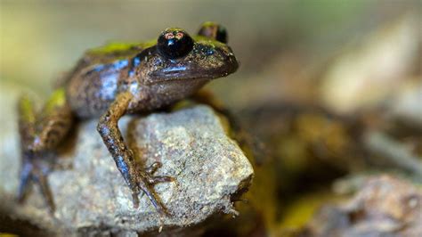 New Zealand Native Frogspepeketua Belong To The Genus Leiopelma An