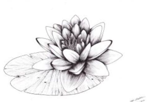 Water Lily For My Lilly Tattoo Water Lily Tattoos Lilies Drawing