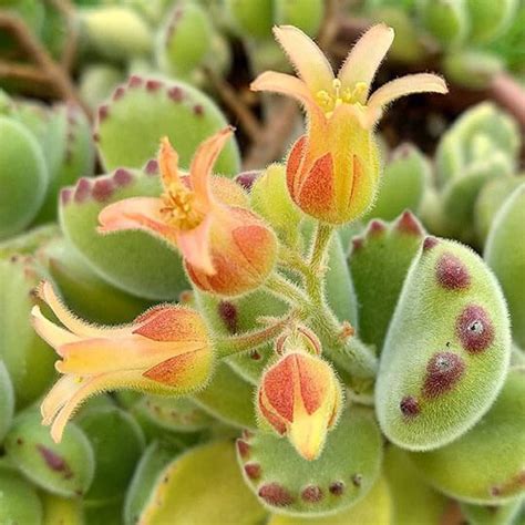 Cotyledon Tomentosa Bears Paw Succulent Care Guide