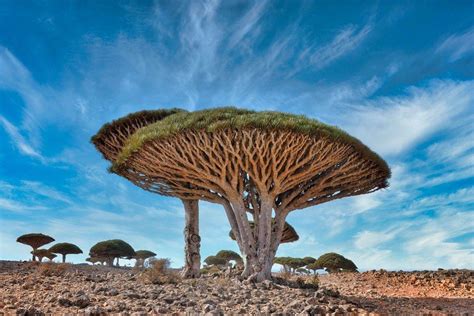 Archipielago Socotra O Socotora En Yemen Es Patrimonio De La Humanidad