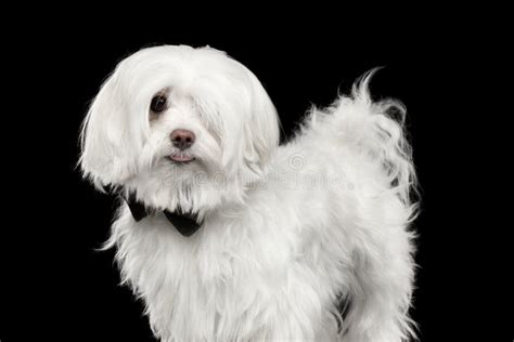 Portrait Of Funny White Maltese Dog Looking In Camera Isolated Stock
