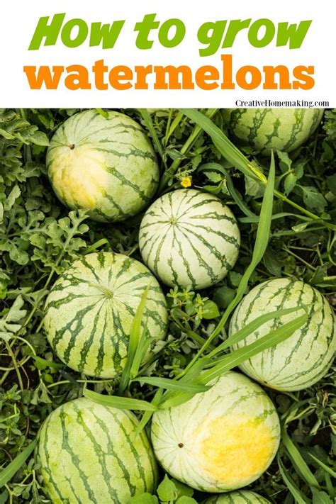How To Grow Watermelons How To Grow Watermelon Growing Watermelon