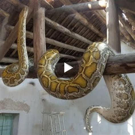 The Enormous Python Hangs From The Deserted Rafters Causing The
