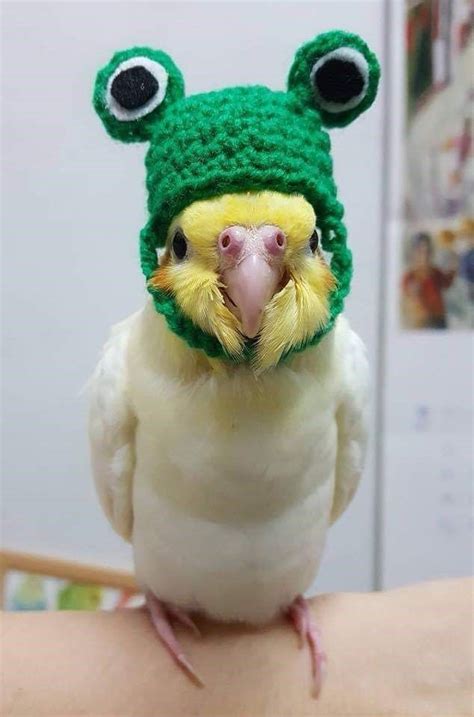 A Green And Yellow Bird Wearing A Knitted Hat